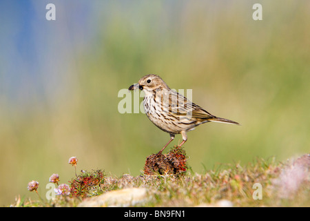 Meadow Pipit; Anthus pratensis; carrying insects Stock Photo