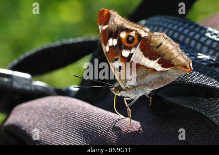 Purple Emperor (Apatura iris) sucking mineral salts from a backpack Stock Photo