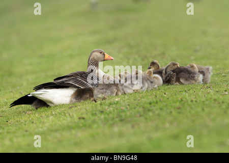 Greylag goose (Anser anser) with goslings resting on a grassy bank Stock Photo
