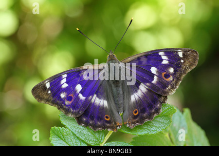 Male Lesser Purple Emperor (Apatura ilia) Stock Photo