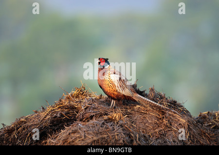 Common pheasant (Phasianus colchicus) male standing on dung heap Stock Photo