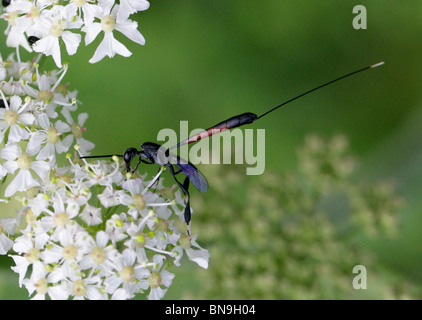 Predatory Wasp, Gasteruption jaculator, Gasteruptiidae, Evanioidea, Apocrita, Hymenoptera Stock Photo