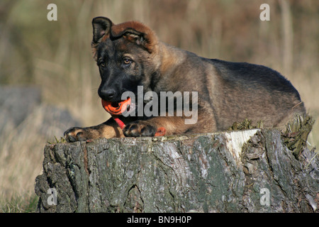 German Shepherd Puppy Stock Photo
