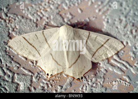 Swallow-tailed Moth, Ourapteryx sambucaria, Geometridae, Lepidoptera Stock Photo