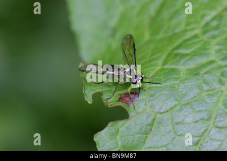 Lime Green Sawfly, Tenthredo mesomela, Tenthredinidae, Symphyta, Hymenoptera Stock Photo