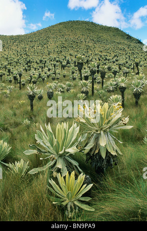 Ecuador, Andes, Paramo, El Angel Reserve, ca. 3000m, Frailejones, (Espletia hartwegiana). Stock Photo