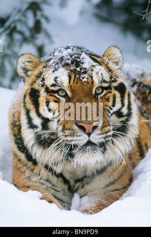 Siberian Tiger, (Panthera tigris altaica), endangered. CAPTIVE Stock Photo