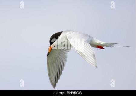 Adult Common Tern in flight Stock Photo