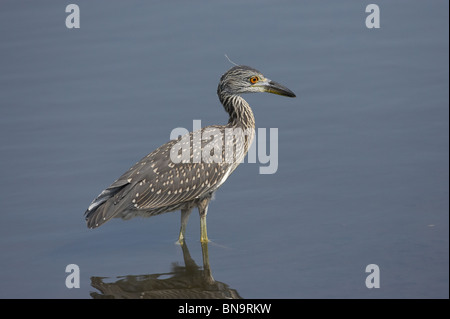 immature Yellow-crowned Night-heron wading in shallow water Stock Photo
