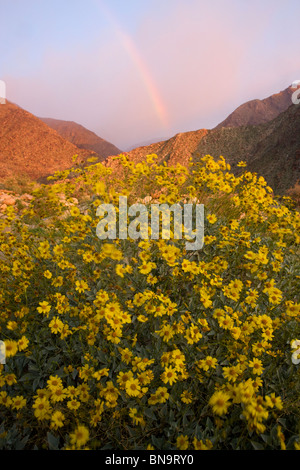 Wildflowers in Borrego Palm Canyon, Anza-Borrego Desert State Park, California. Stock Photo