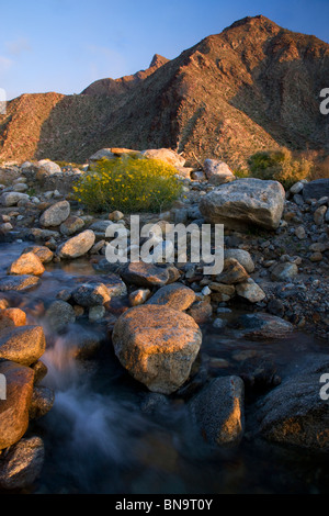 Spring Wildflowers In Anza-borrego Desert State Park Near San Diego 