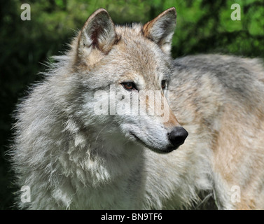 Grey female Tundra Wolf Stock Photo