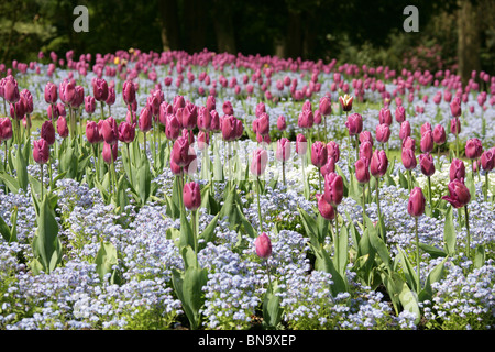 Walton Hall and Gardens. Spring view of purple coloured tulips in full bloom at Walton Hall Gardens. Stock Photo