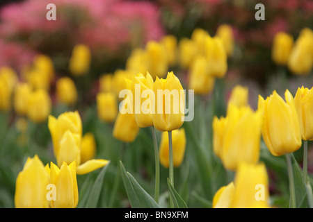 Walton Hall and Gardens. Spring view of yellow tulips in bloom at Walton Hall Gardens. Stock Photo