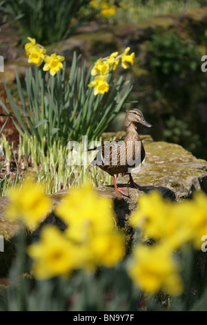 Chester Zoological Gardens. Spring view of a Mallard hen duck drying itself by the pond of Chester Zoo’s Sunken Garden. Stock Photo