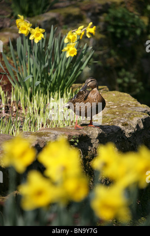 Chester Zoological Gardens. Spring view of a Mallard hen duck drying itself by the pond of Chester Zoo’s Sunken Garden. Stock Photo