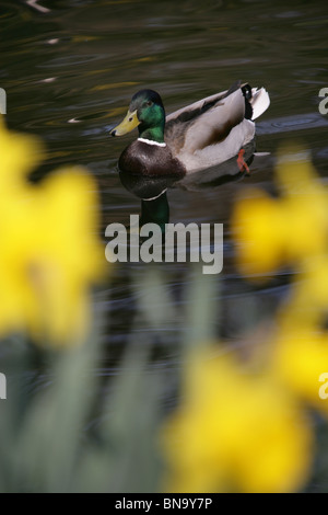 Chester Zoological Gardens. Spring view of a duck swimming in the pond of Chester Zoo’s Sunken Garden. Stock Photo