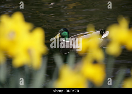 Chester Zoological Gardens. Spring view of a duck swimming in the pond of Chester Zoo’s Sunken Garden. Stock Photo