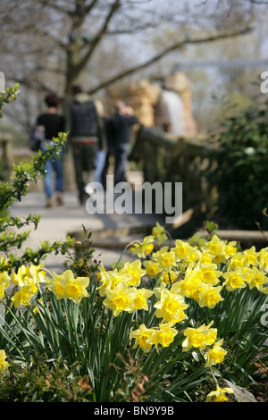 Chester Zoological Gardens. Spring view of daffodils in full bloom at Chester Zoo. Stock Photo