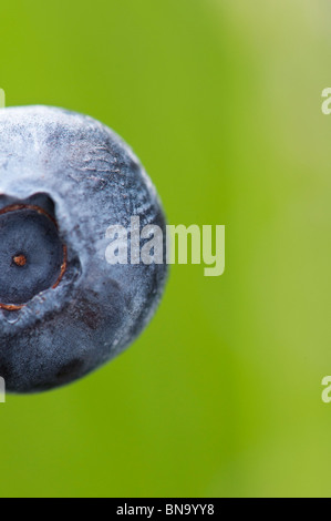 Vaccinium corymbosum. Single blueberry fruit close up Stock Photo