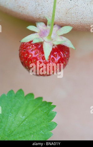 Fragaria x ananassa. Strawberry fruit in a terracotta pot close up Stock Photo