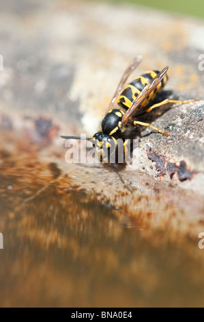 Vespula vulgaris. Common wasp. Yellowjacket wasp drinking from a bird bath in an english garden. UK Stock Photo