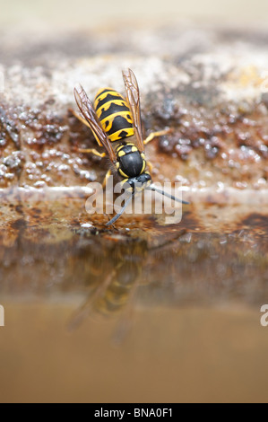 Vespula vulgaris. Common wasp. Yellowjacket wasp drinking from a bird bath in an english garden. UK Stock Photo
