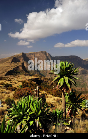 Giant lobelia stands in front of a Simien mountais' gorge Stock Photo