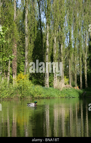 The Quinta Arboretum, England. Spring view of the lake and tree (black poplar) lined Knights Avenue at Quinta Arboretum. Stock Photo