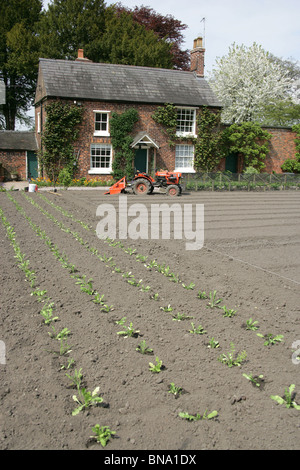 Rode Hall Country House and Gardens. Early spring view of the Walled Kitchen Garden with the Gardeners Cottage in the background Stock Photo