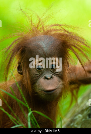 Baby Orangutan (Pongo pygmaeus) up close. Stock Photo