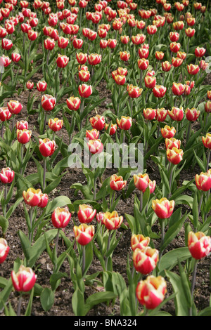 Bridgemere Nursery & Garden World. Spring view of Bridgemere’s show gardens with red and cream tulips in full bloom. Stock Photo