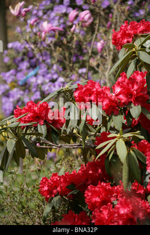 Bridgemere Nursery & Garden World. Spring view of red rhododendrons in full bloom at Bridgemere’s show garden. Stock Photo