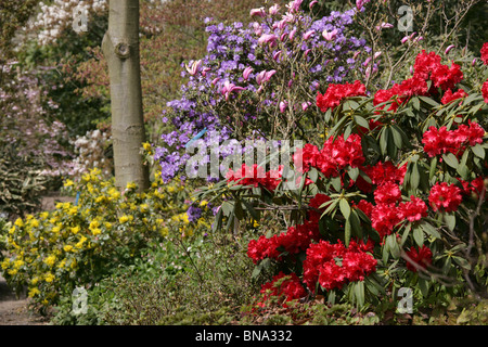 Bridgemere Nursery & Garden World. Spring view of red rhododendrons in full bloom at Bridgemere’s show garden. Stock Photo