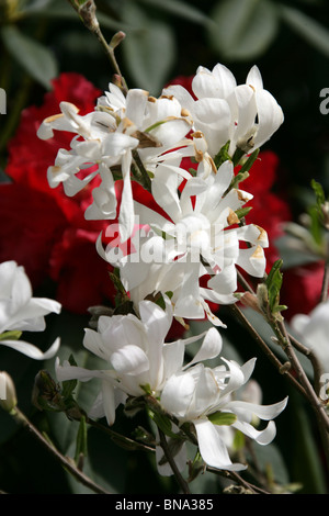 Bridgemere Nursery & Garden World. White magnolia tree at Bridgemere’s show garden with red rhododendron in the background. Stock Photo