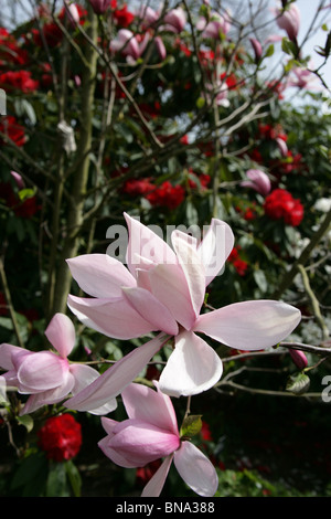 Bridgemere Nursery & Garden World. Pink magnolia tree at Bridgemere’s show garden with red rhododendron in the background. Stock Photo