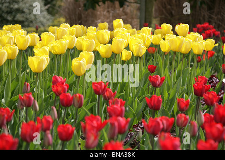 Bridgemere Nursery & Garden World. Red and yellow tulips in full bloom at Bridgemere’s show gardens. Stock Photo