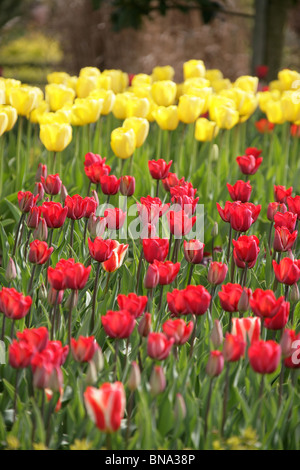 Bridgemere Nursery & Garden World. Red and yellow tulips in full bloom at Bridgemere’s show gardens. Stock Photo