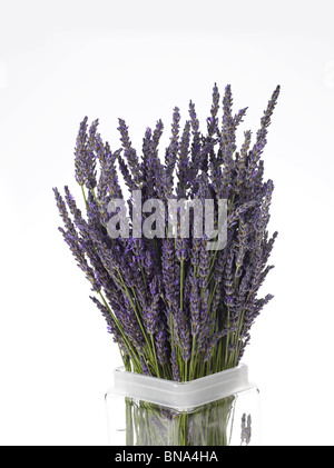 lavender bouquet in vase on white background Stock Photo