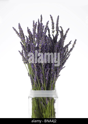 lavender bouquet in glass vase on white background Stock Photo