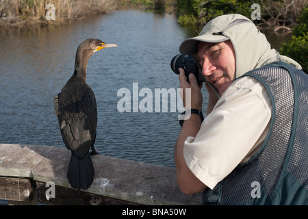 Man photographing a very tame but wild Double-crested Cormorant (Phalacrocorax auritus floridanus), immature. Stock Photo