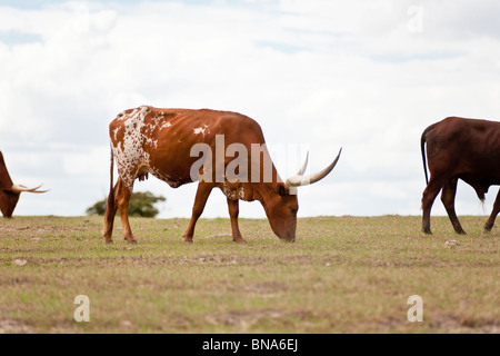 Leesburg, FL - Mar 2009 - Longhorn cattle in open pasture near Leesburg, Florida Stock Photo