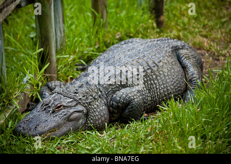 Bob, an American alligator born at without a tail at Alligator Adventure zoo park in Myrtle Beach, SC Stock Photo