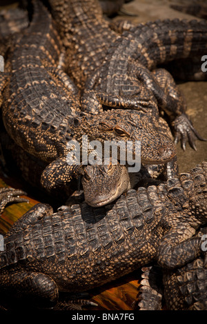 Juvenile American alligators (Alligator mississipiensis) relax on land in Myrtle Beach, SC. Stock Photo