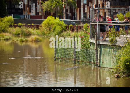 Tourists watch American alligators (Alligator mississipiensis) at Alligator Adventure in Myrtle Beach, SC. Stock Photo