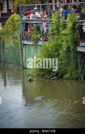 Tourists watch American alligators (Alligator mississipiensis) at Alligator Adventure in Myrtle Beach, SC. Stock Photo