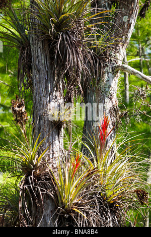 Quill Leaf Wild Pine Tillandsia fasciculata Everglades National Park ...
