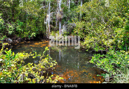 Pond , Big Cypress Preserve, Florida Stock Photo