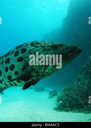 Potato cod (Epinephelus tukula) at the Cod Hole, Lizard Island, Great Barrier Reef Marine Park, Queensland, Australia Stock Photo