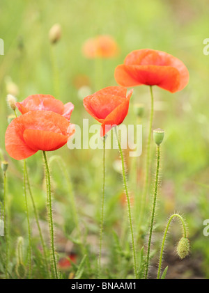 Blooming flowers of Red poppy (Papaver rhoeas), Male Karpaty, Slovakia. Stock Photo